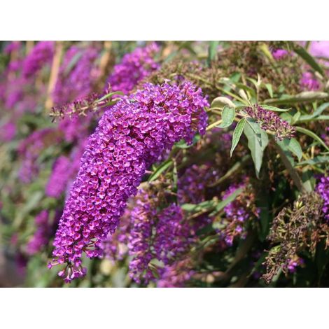 Gardenaria Buddleja davidii 'Nanho Purple'' - Arbusto ornamentale da giardino - Altezza: 40/60 cm (vaso19) (1/2)