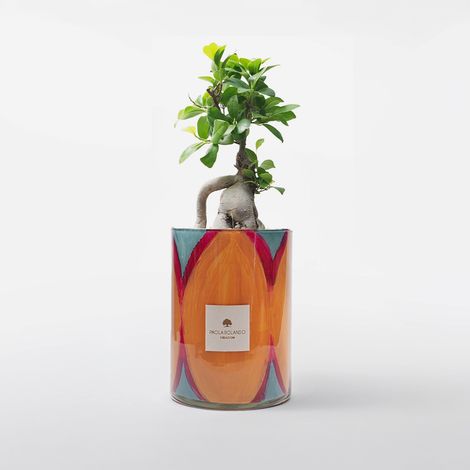 Bonsai ficus ginseng in vaso di vetro decorato a mano Diamante H 15 - Arancione