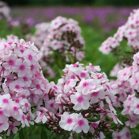 4 x Phlox paniculé - Phlox paniculata 'Europa' - godet 9x9 cm (1/5)