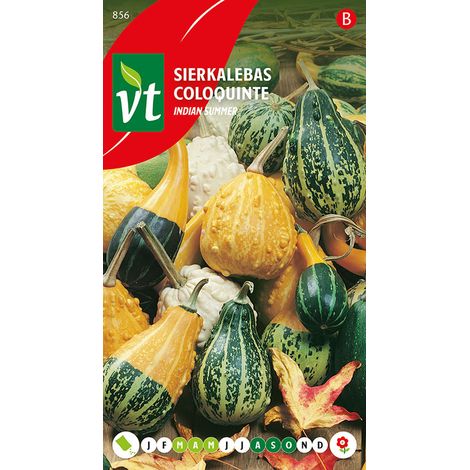Coloquinte Indian Summer Mix - Ca. 2 gr (Livraison Gratuite) (1/2)