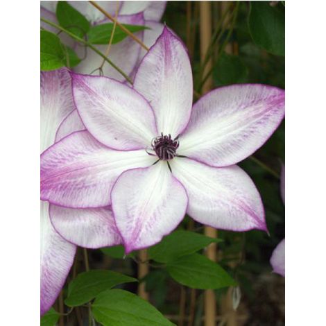 Clématite florida 'Fond Memories®' Pot de 2L/3L (1/2)
