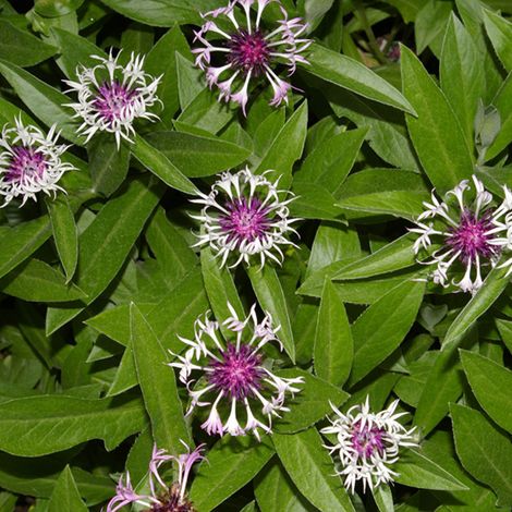 4 x Bleuet  - Centaurea montana 'Coerulea'  - godet 9x9 cm