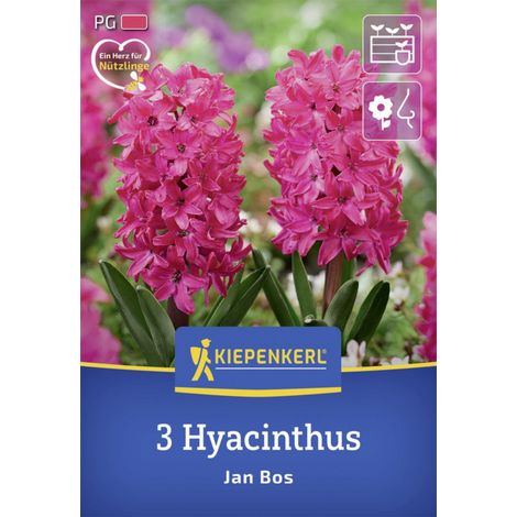 Kiepenkerl Herbstblumenzwiebel Hyazinthe Jan Bos 3 Stück (1/2)