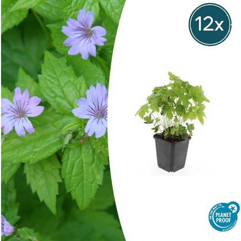Lot de 12 Géraniums Vivaces Geranium Nodosum Couvre-sol Ombre Fleurs Violettes Pot Ø 9 cm 10-25 cm - PANGIVO (1/5)