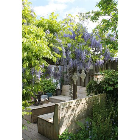 Glycine Bleue Grimpante Caroline à Longues Grappes Bleu-Violet H 65 cm Pot Ø 15 cm Lot de 2 - PANGIVO (1/5)