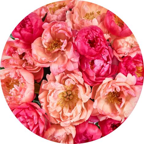 Komar Roseraie 125 x 125 cm, Stickers pour les murs D1-101 (1/3)