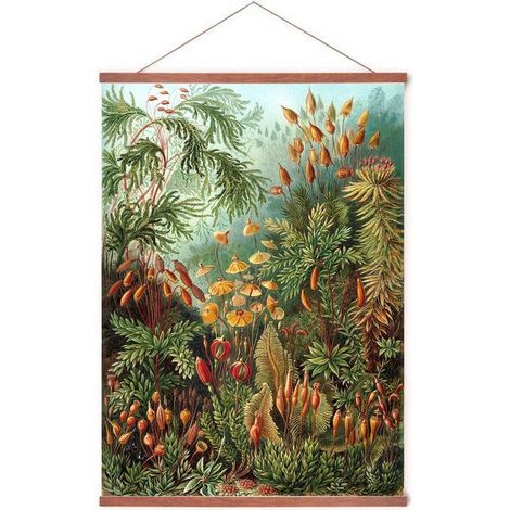 Affiche avec système d'accrochage - Muscinae - Cadre en bois - Ernst Haeckel - Botanique - 70 x 50 cm - Vintage (1/5)