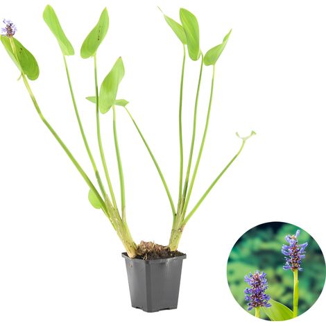 Bloomique - Pontederia Cordata - Jacinthe d’eau - Pontédérie - Plantes de bassin - Plantes aquatiques - Rustique - Hauteur 10-20 cm - Pot 9 cm