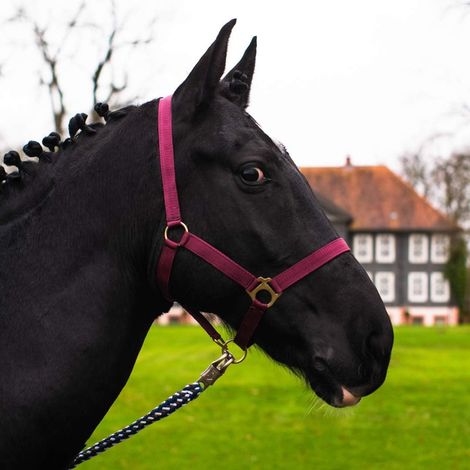 1 Licol Cheval Réglable 2 Positions Nylon Robuste Écurie Pâturage Demi-Sang (1/5)
