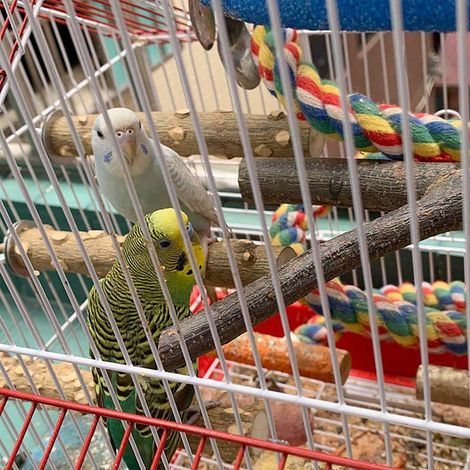 Perchoir pour Cage pour Perruches et Petits Oiseaux avec 4 Pièces de Bois Naturel Pepperwood, Accessoire d'Exercice et Jeu de Grimpe, 2012.7cm (1/5)