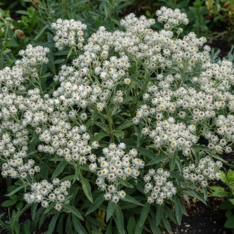 Immortelle de l'Himalaya/Lot de 3 godets