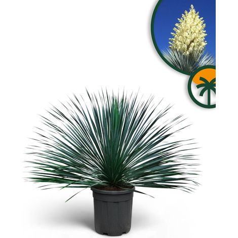 Yucca Rostrata Blue Blue – Palmlellie – 100 cm – Plante (1/5)