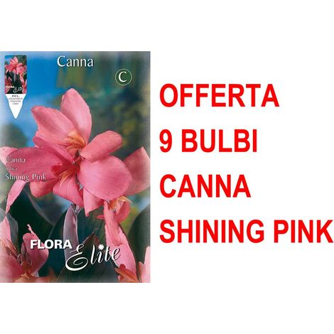 OFFERTA 9 BULBI CANNA BROWNLEAVED SHINING PINK BULBS BULBES