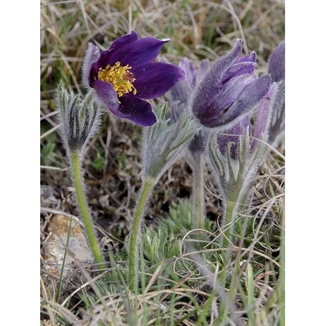 Anémone pulsatile 'Violet' Godet de 7/8 cm (1/3)