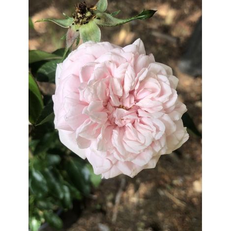 Rosa 'New Dawn' - Rosier buissonnant, Rosier grimpant 'New Dawn', rosier en pot (1/2)