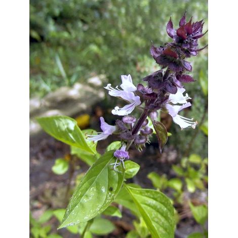 Basilic 'Cinnamomum' le sachet de 150 graines (0.2g) (1/2)