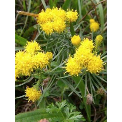 Aster linosyris Pot de 2L/3L (1/2)