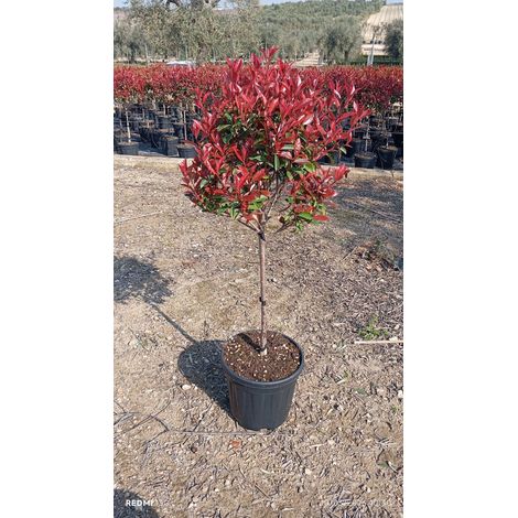PHOTINIA FRASERI TIGE 27 QUART DE TIGE LITTLE RED ROBIN