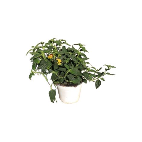 Lantana camara