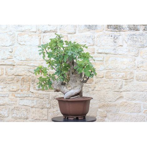 Bonsai di Fico (86)