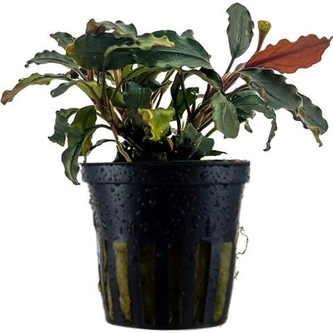 Aquariumpflanze Bucephalandra brownie 'Ghost Ulu Kapus' Nr.339G