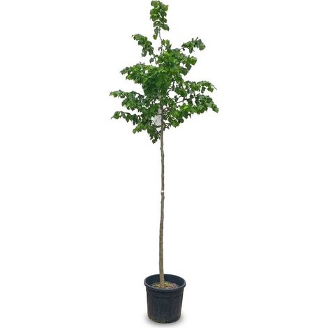 Tiglio Argentato "Tilia Tomentosa" pianta in vaso ø19 cm h. 130/160 cm (1/5)