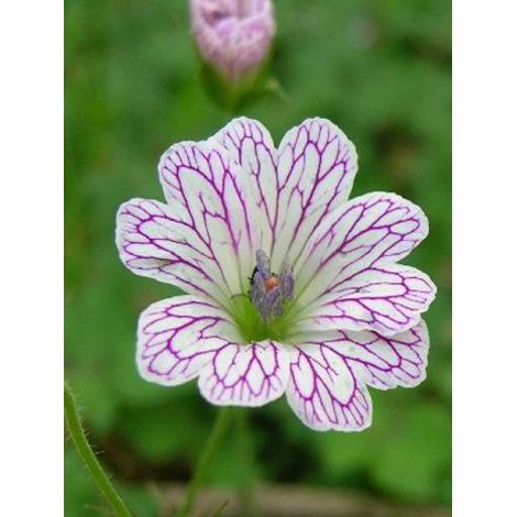 Géranium vivace versicolor Godet de 8/9 cm