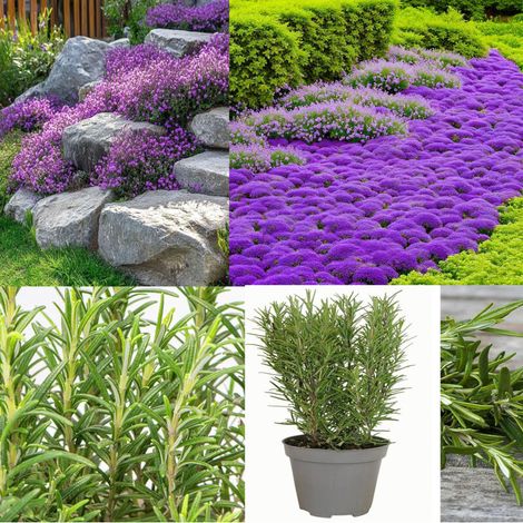 Kit Thym Violet + Romarin – 10000 Thym / 1000 Romarin – Jardin Provençal