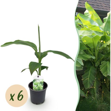 Lot de 6 Bananiers Musa Basjoo Résistants à l'Hiver Plante de Jardin Exotique Pot 12cm Hauteur 30cm - PANGIVO (1/5)