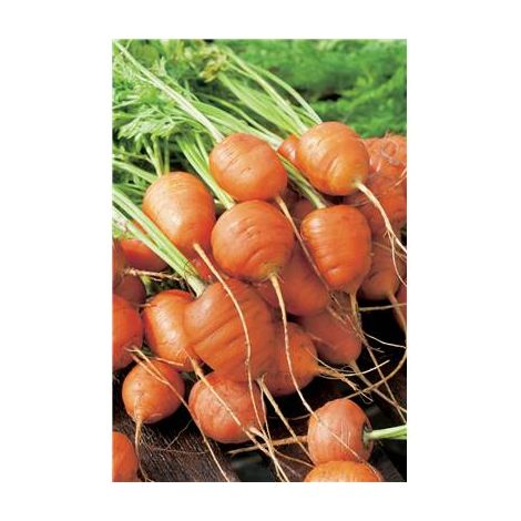 CAROTTE RONDE MARCHE DE PARIS - Graines de légumes - 5 G