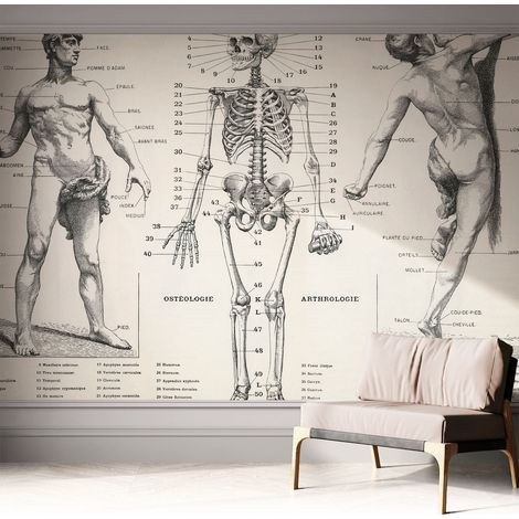 Tapete Selbstklebend - abwaschbar - trendige Wanddeko - elegant Fototapete Klassische Anatomie 312x219 cm (1/5)