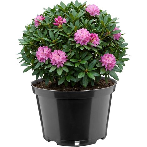 Garronda Blumentopf rund Kunststoff Ø24 x 15,5 cm (5L) mit Drainagelöchern Pflanztopf robustes PP Pflanzgefäß für Garten Gewächshaus Balkon Anzucht Innen Außenbereich Schwarz GD-0202