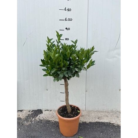 Pianta di Mandarino Tachibana in vaso 20cm foto reali h 80cm
