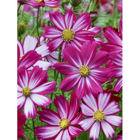 Cosmos 'Cosimo Red White' le sachet de 50 graines (0,5g) (1/2)