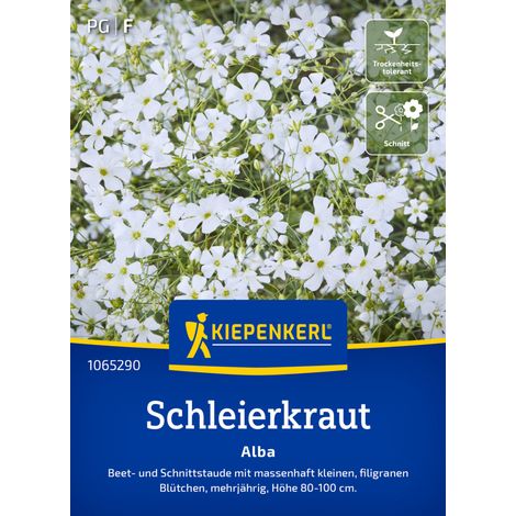 Kiepenkerl Blumensamen Schleierkraut Alba für ca. 70 Pflanzen