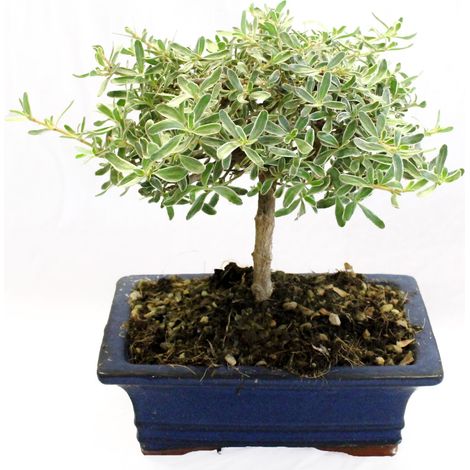 Bonsai Coprosma - Bonsai Vero - H 20-25 cm Vaso Ø 19 cm