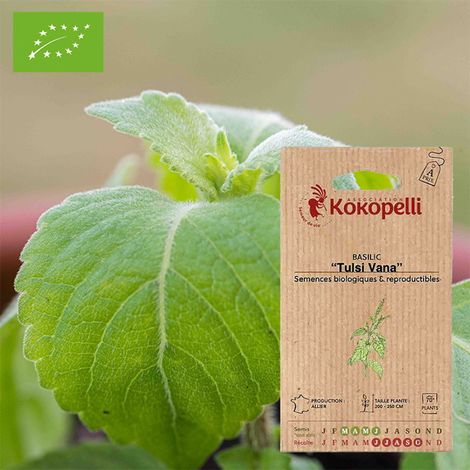 Basilic Tulsi Vana- Graines bio à semer (1/2)