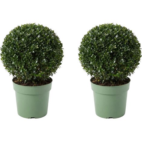 Bloomique - Lot de 2 - Ilex Crenata Jenny - Houx japonais - Feuillage Persistant - Rustique - Plante balcon - Plante jardin - Hauteur 30-40 cm - Pot 17 cm (1/5)