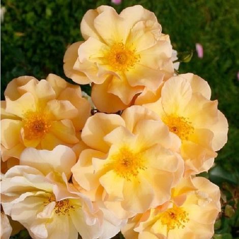 2 x Rosier couvre-sol - Rosa 'Amber Sun'