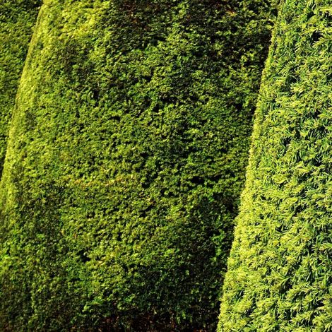 If fastigié doré, Taxus/Pot de 3L - 20/40 cm