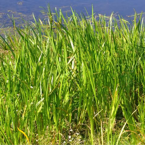 Laîche élevée Aurea' - Carex elata Aurea' godet 9cm (1/2)