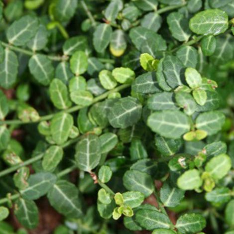 Fusain persistant - Euonymus fortunei 'Minimus' - 20-30 cm pot (1/5)