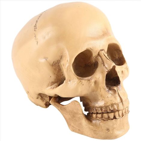 Modello 1: 1 teschio umano in resina, decorazione anatomica didattica gialla (1/4)
