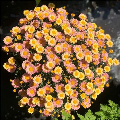 Graines de petites marguerites jaunes pêche 2000 – Floraison Abondante – Convient pour le jardin, les pots et le balcon – Décoration de jardin extérieure