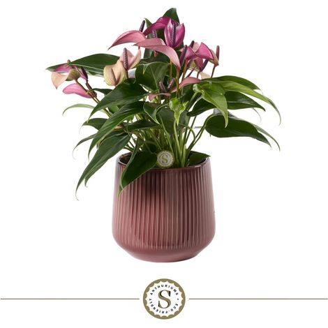 Plante Anthurium Zizou avec Pot en Céramique London Côtelé Brillant Ø 16 x H 40 cm - PANGIVO