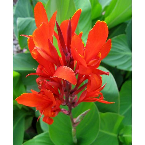 CANNA COLORE ASSORTITO VASO 17CM