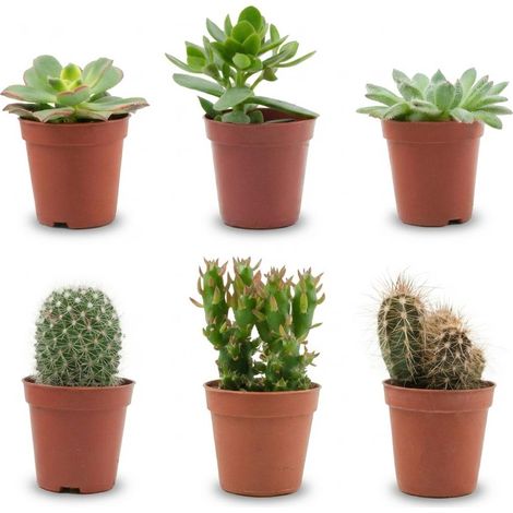 Mélange de 6 Vrais Cactus et Succulentes - Plantes Grasses Miniatures - Ø 5,5 cm - H 5-10 cm - PANGIVO (1/4)