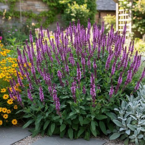 Sauge des bois Caradonna Pink Inspiration®/Godet - 5/20 cm