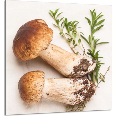 Panneau de verre POUR la cuisine 60x65 Champignons (1/5)