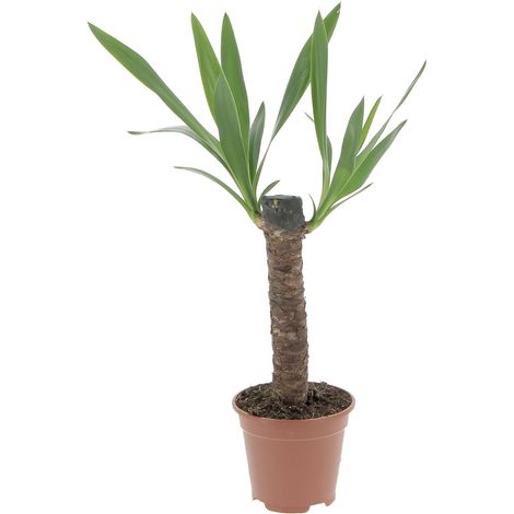 Yucca - H 50-60 cm Vaso da Coltura Ø 14 cm (1/4)